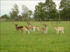 GLEZER fallow deer, does, bulls, deers in Poland